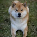 @yoshi.doggyhood