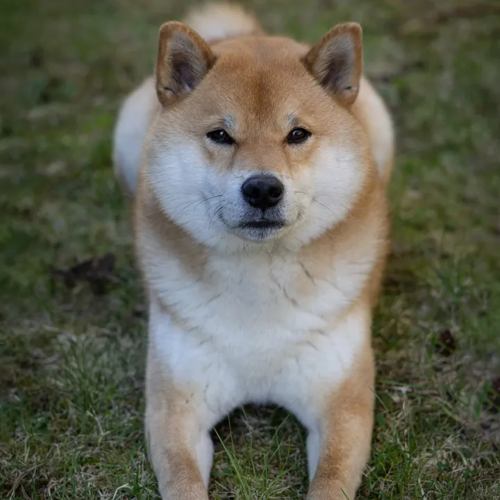@yoshi.doggyhood