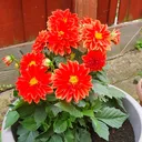@shammi.begum6