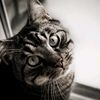 sweetbenjicat