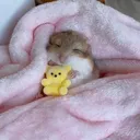 @anascods