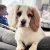 gwennitheworkingcocker