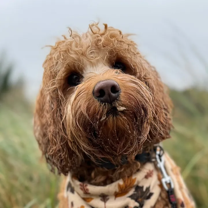 drommeldedoedel