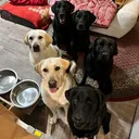 @familielabrador