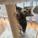@banjothecat2024