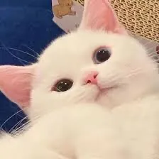 @ktviihqmo5eq38