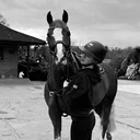 @jjeary._.showjumping
