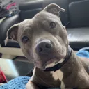 @rubylove_staffie94