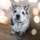 @tank.the.chow.cho