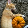 pumpkin.diary0