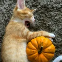 @pumpkin.diary0