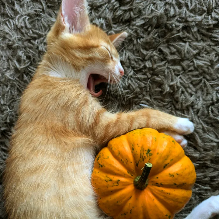 pumpkin.diary0