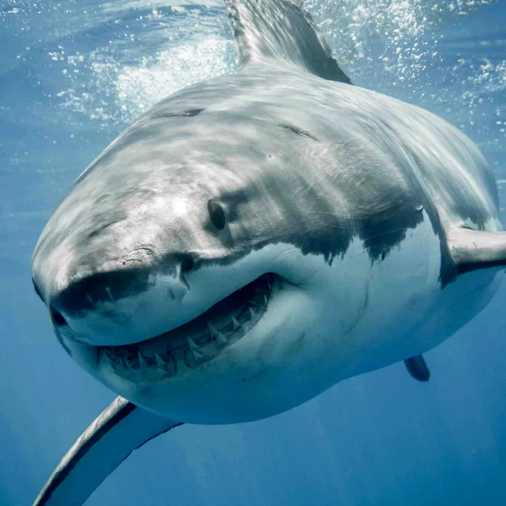 @shark_sw2