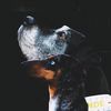 deutschedogge_luna