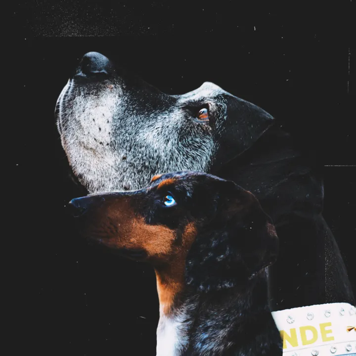 @deutschedogge_luna