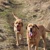 goldenwaggytales