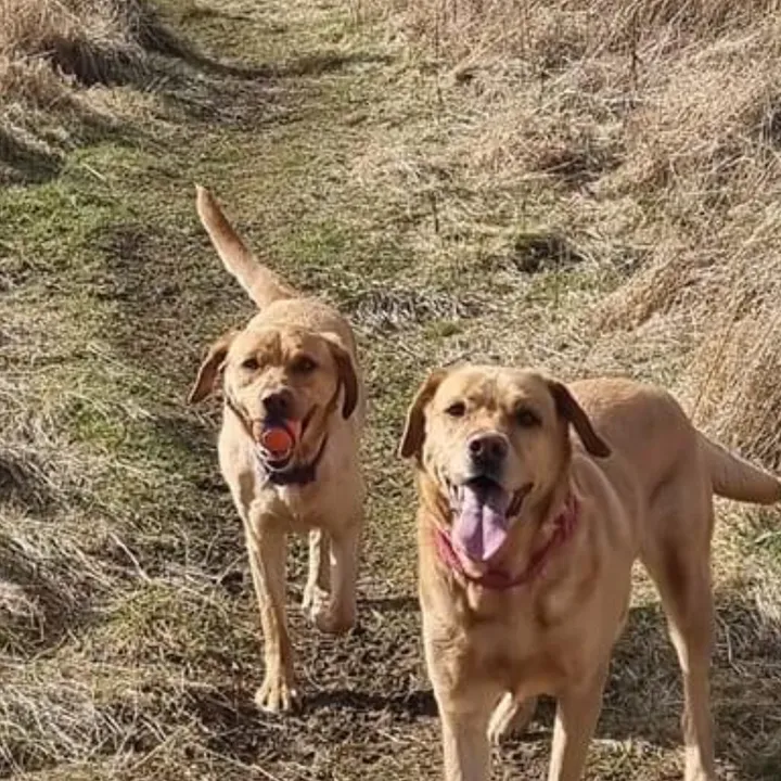 goldenwaggytales