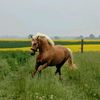 apolo_nanny