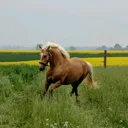 @apolo_nanny