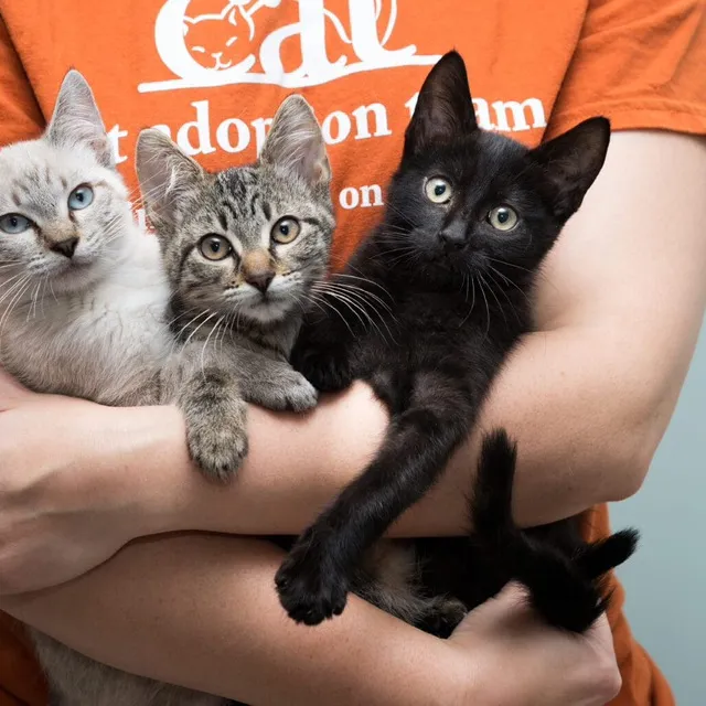 @eurocatadventures