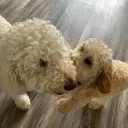 @daisyelmoandolly