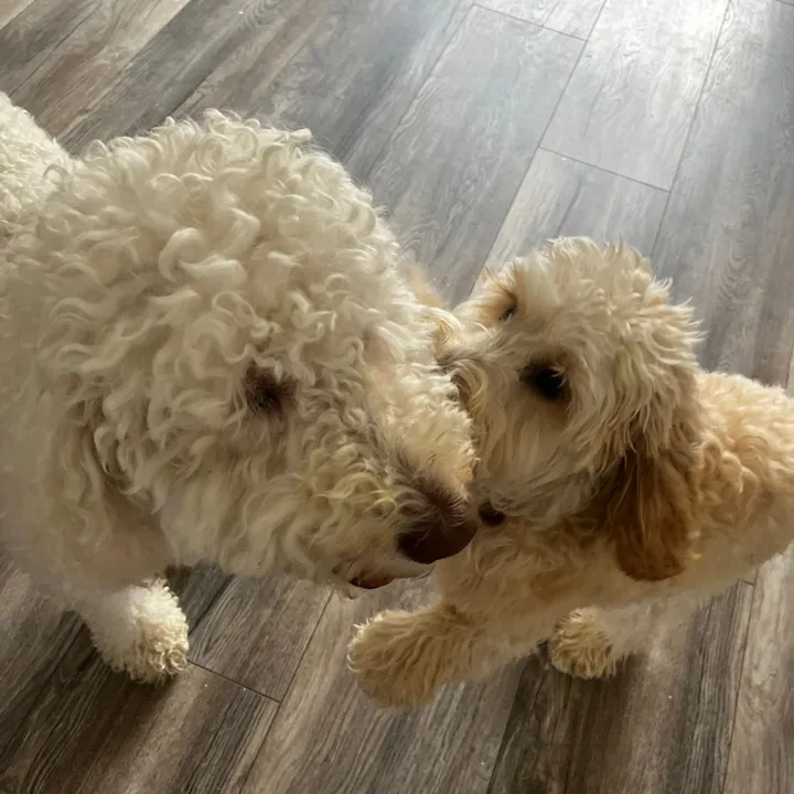 daisyandelmo
