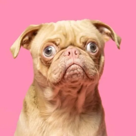 cuppapug