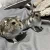 teddy.and.rosie