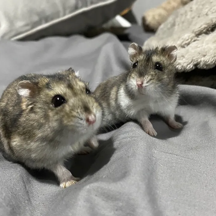 @teddy.and.rosie