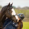 gun_le_paint_horse2