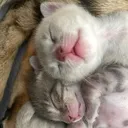 @sweet4bambi.bengalkitten