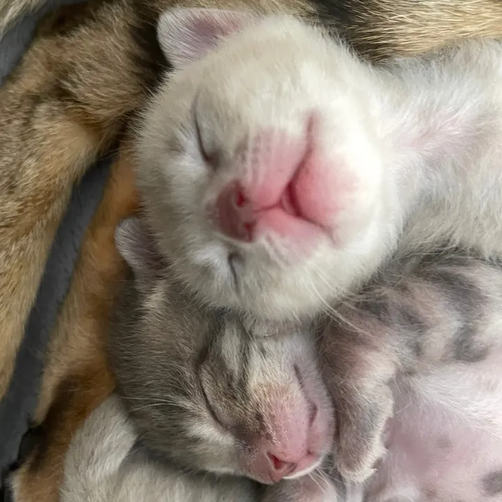 @sweet4bambi.bengalkitten