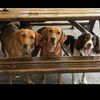 dreamheartslabradors