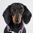 @sausagedogmaja