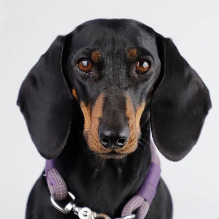 @sausagedogmaja