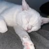 adela_meow