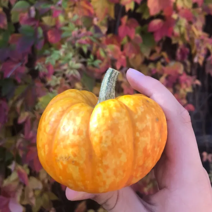 smolahhpumpkin