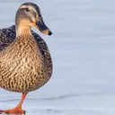 @ente_ent.e
