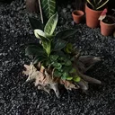 @nhaconhieucaykontum