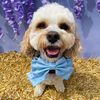 mycavachon