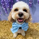 @mycavachon