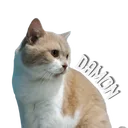 @cats_hometown