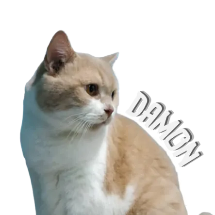 cats_hometown