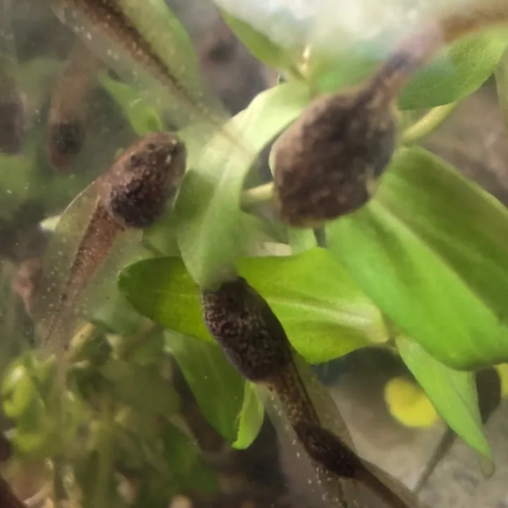 @life_with_tadpoles