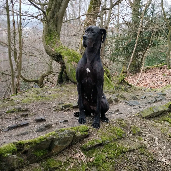 @deutschedoggee