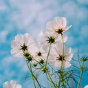 @harp5293