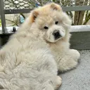 @mochi_the_chowchow