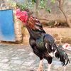 thor_aseel2211