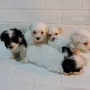 @wuffelskennel