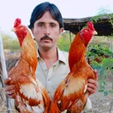 @malikshabran333